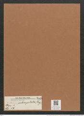 Navicula subcapitata (Greg.) Ralfs. (de-Toni-Nr.: Genus 1, Species 59) Zeichnungen Sammlung Grunow Mappe 00051 (Herbarium_W_Grunow_drawings_Folder_00051)